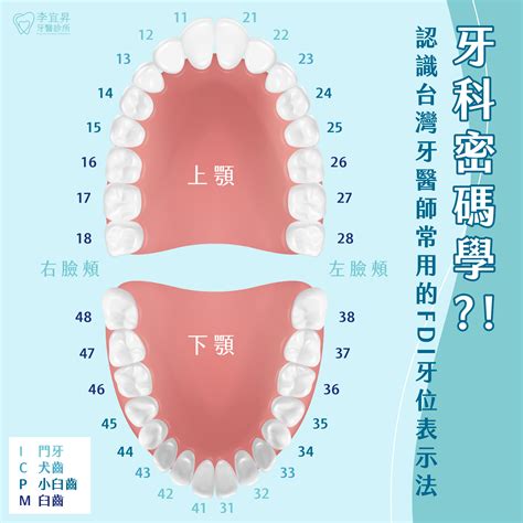 齒人|牙齒